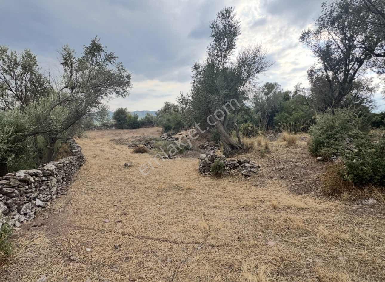Milas Pınararasında 5.240 M² Satılık Zeytinlik — fotoğraf 6