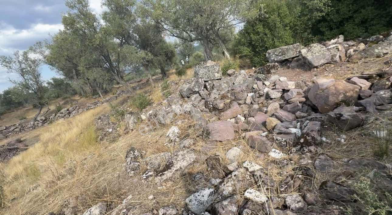 Milas Pınararasında 5.240 M² Satılık Zeytinlik — fotoğraf 7