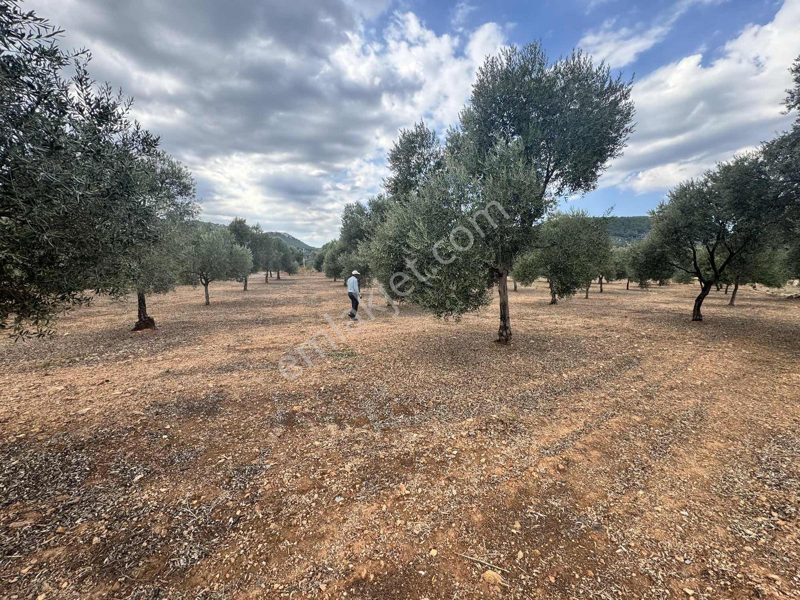 Milas Çiftlikte Yola Cepheli 2.404 M² Satılık Tarla Fırsatı — fotoğraf 2