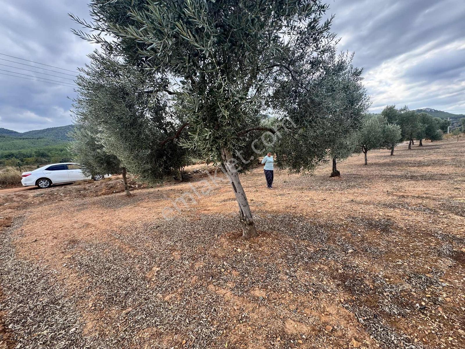 Milas Çiftlikte Yola Cepheli 2.404 M² Satılık Tarla Fırsatı — fotoğraf 3