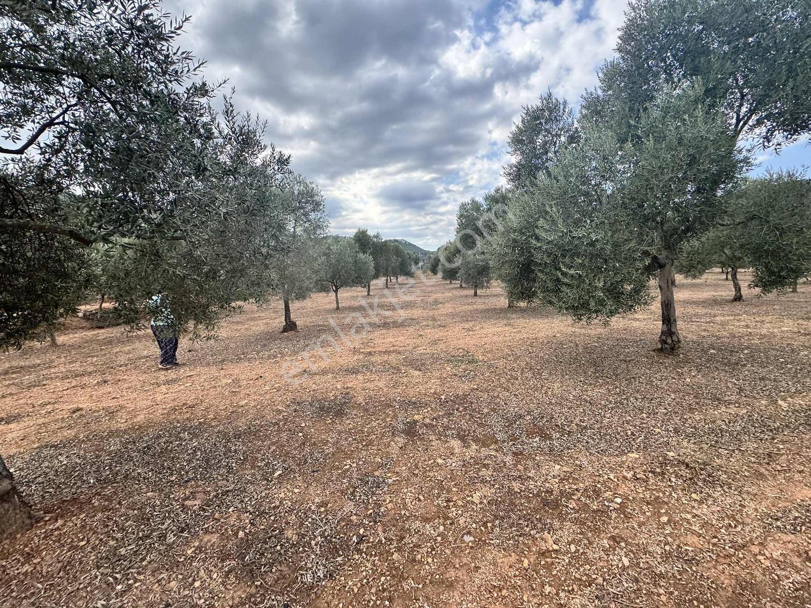 Milas Çiftlikte Yola Cepheli 2.404 M² Satılık Tarla Fırsatı — fotoğraf 4