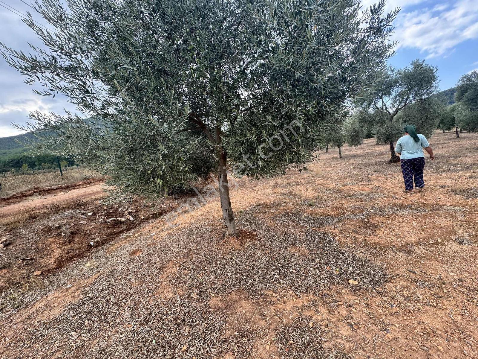 Milas Çiftlikte Yola Cepheli 2.404 M² Satılık Tarla Fırsatı — fotoğraf 8