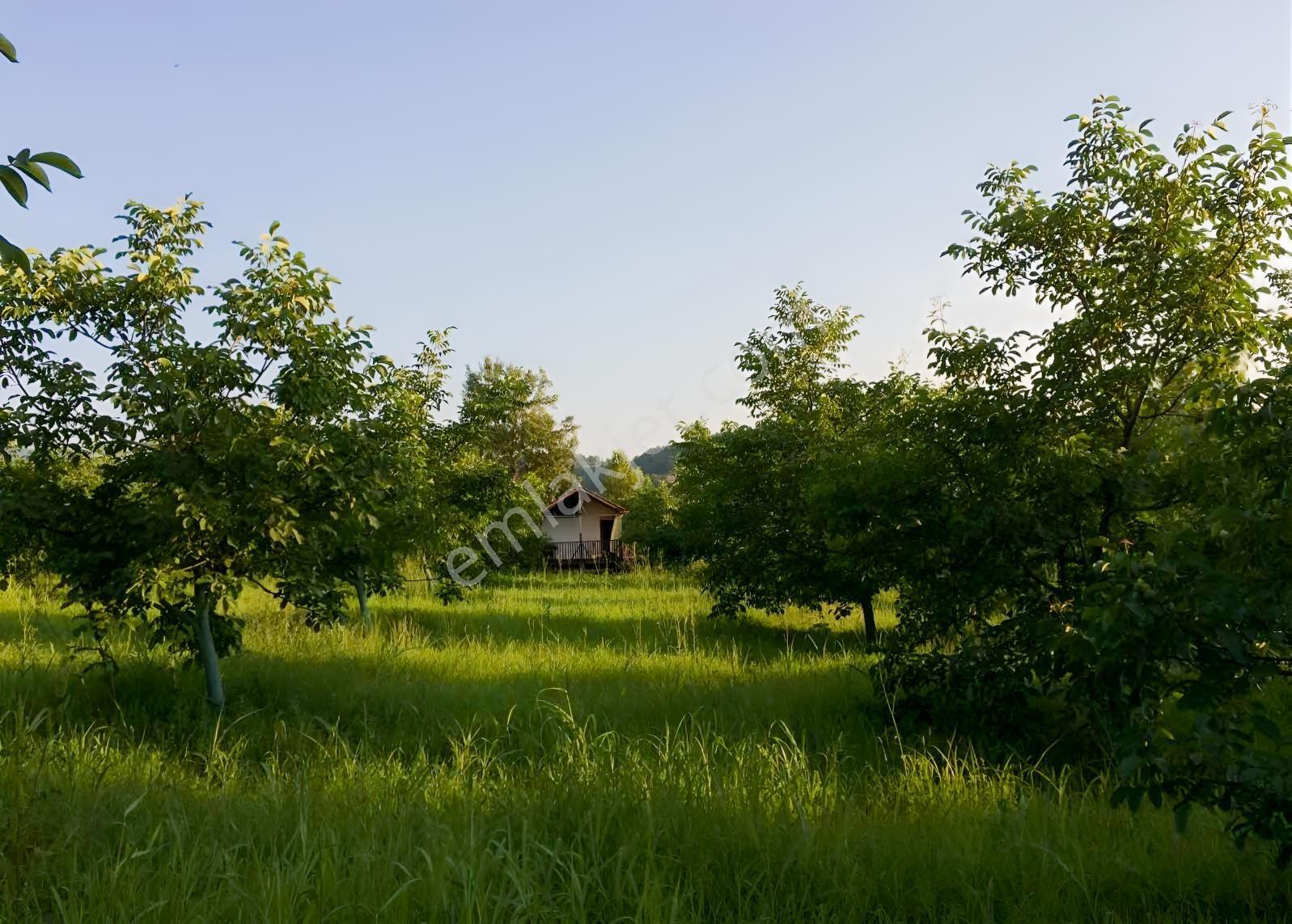 D-595 Karayolu Cepheli 6.006 M² Satılık Tarla