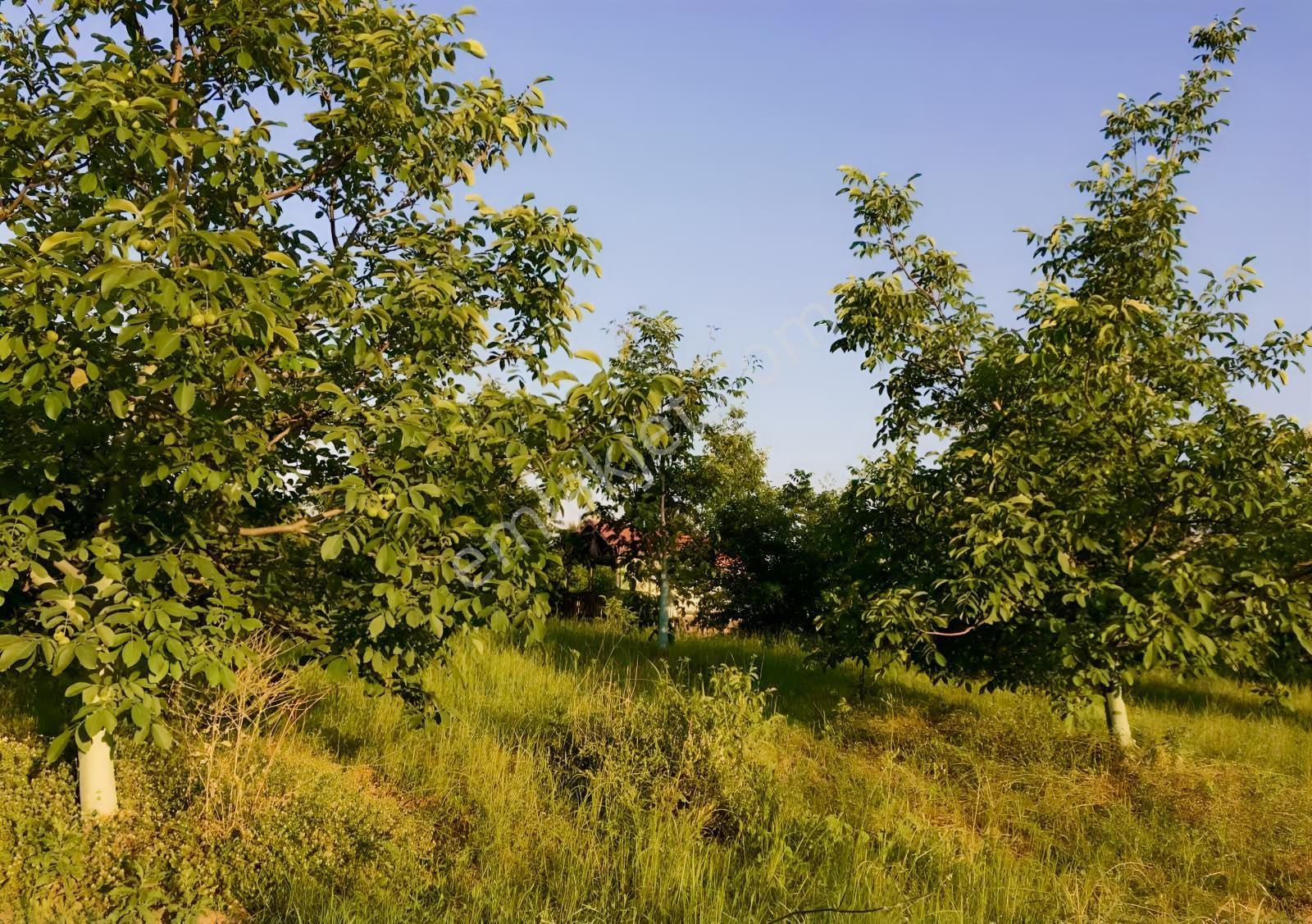 D-595 Karayolu Cepheli 6.006 M² Satılık Tarla — fotoğraf 4
