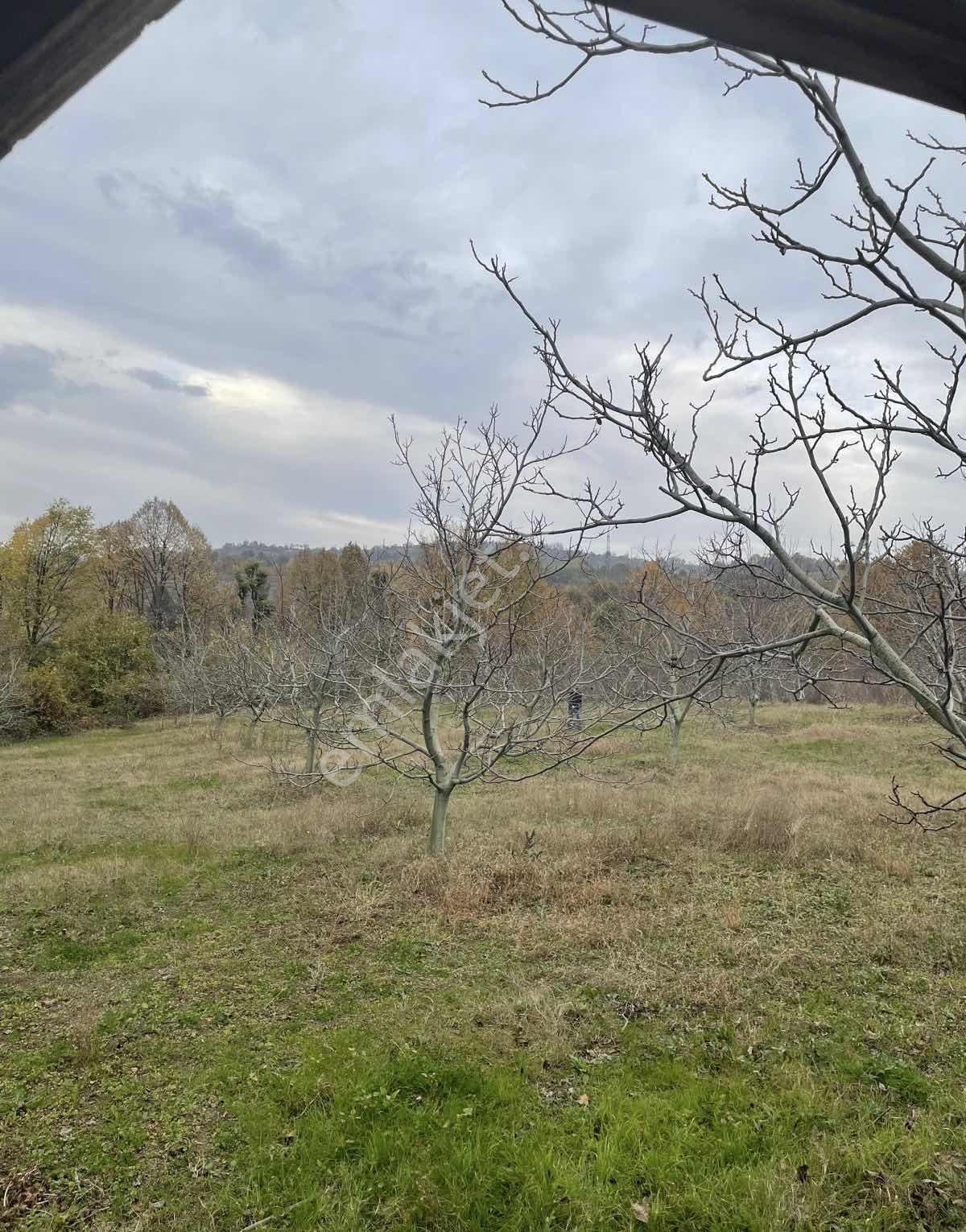 D-595 Karayolu Cepheli 6.006 M² Satılık Tarla — fotoğraf 6