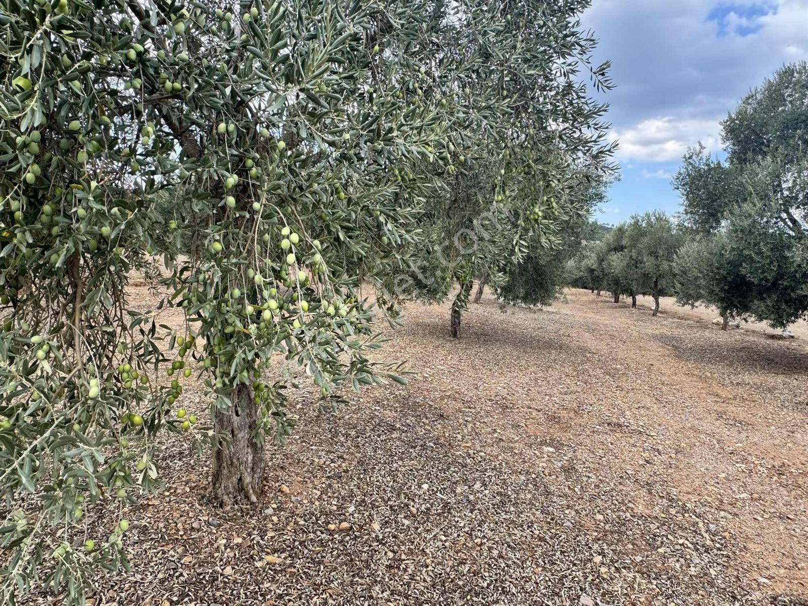 Milas Çiftlikte 2.596 M² Yatırımlık Satılık Tarla — fotoğraf 3