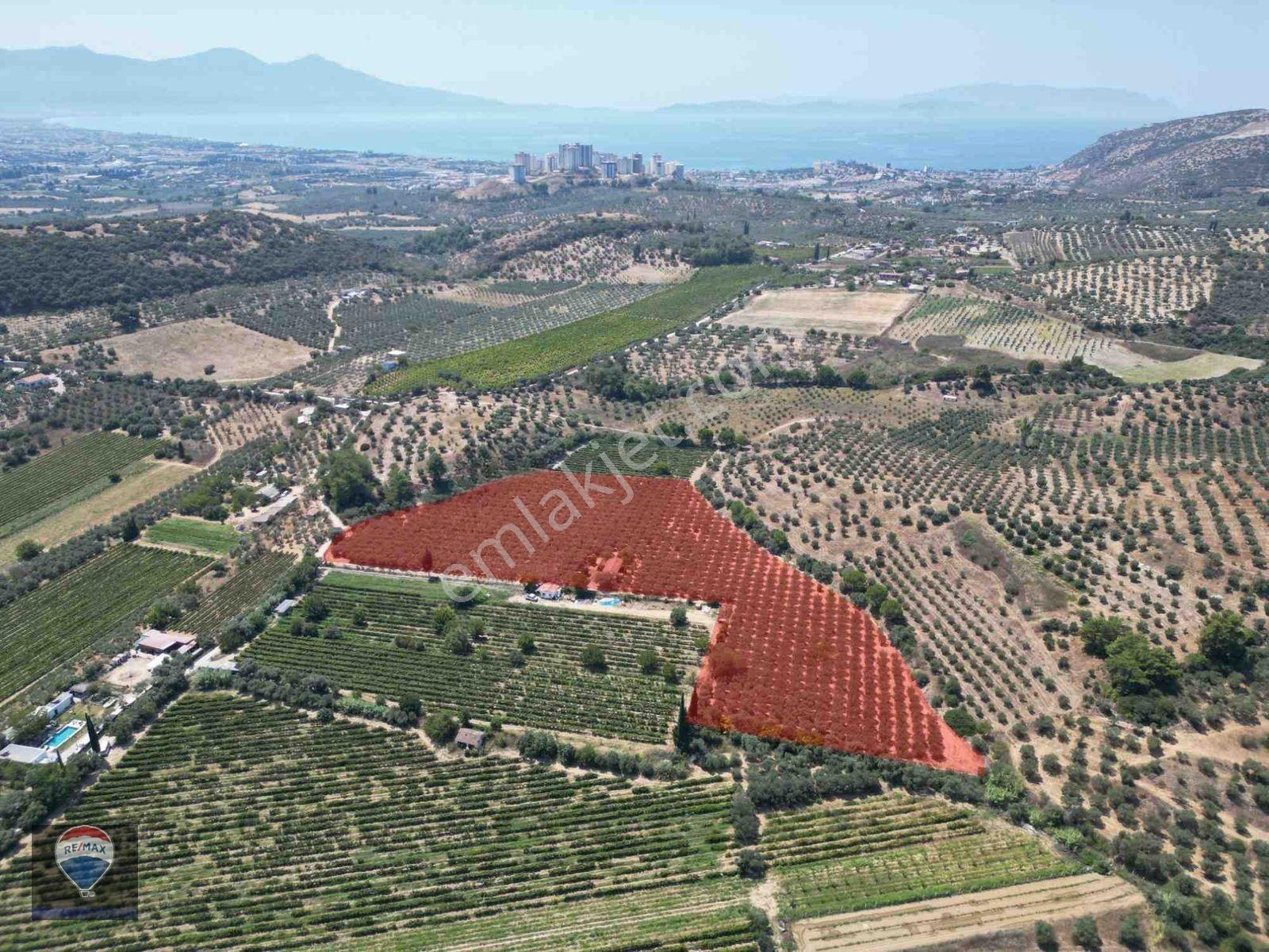 Kuşadası Değirmendere’De Satılık Zeytinlik Arazı