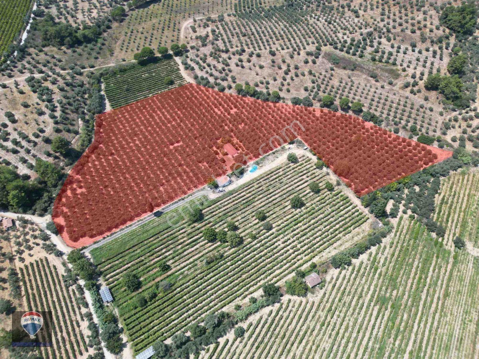 Kuşadası Değirmendere’de Satılık Zeytinlik Arazı — fotoğraf 2