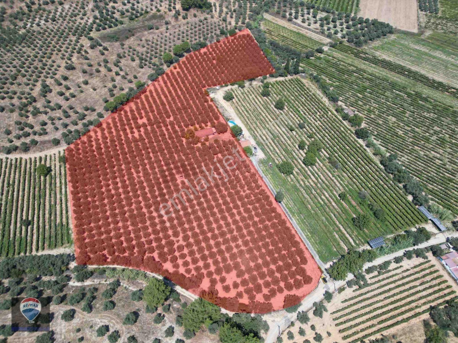 Kuşadası Değirmendere’de Satılık Zeytinlik Arazı — fotoğraf 3