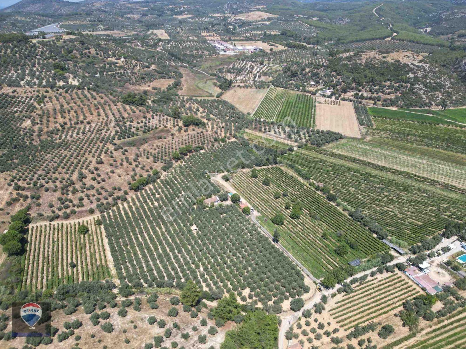 Kuşadası Değirmendere’de Satılık Zeytinlik Arazı — fotoğraf 6