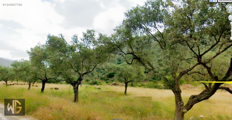 Bayındır Yakapınar'da 19.223 M² Zeytnlik 194 Ada 43 Parsel — fotoğraf 3