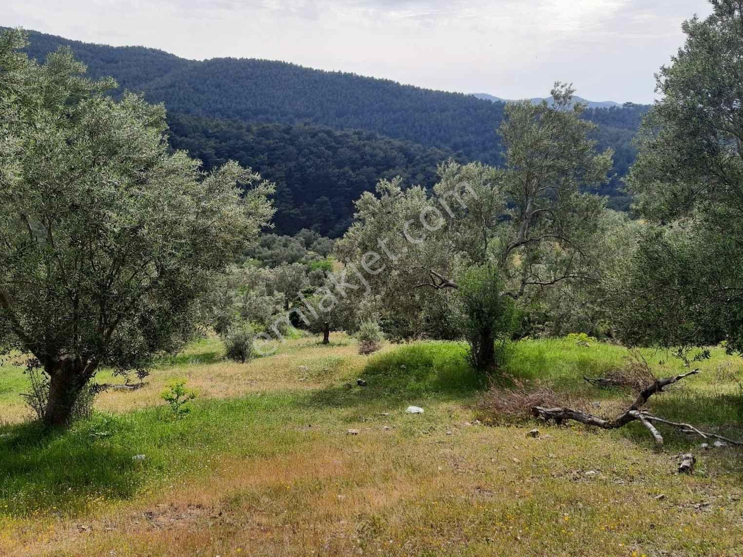 Remax Mid'Den Burhaniye Kırtık Mah. Muhteşem Manzarasıyla Satılık Fırsat Zeytinlik
