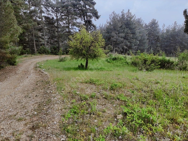 18500 Mkare Yatırımlık Su Yol Var Orman A Sıfır — fotoğraf 6