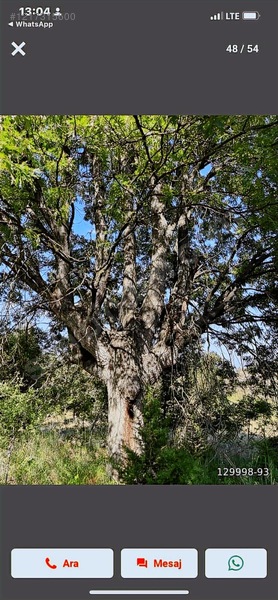 18500 Mkare Yatırımlık Su Yol Var Orman A Sıfır — fotoğraf 10