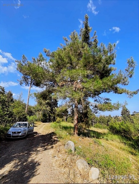 18500 Mkare Yatırımlık Su Yol Var Orman A Sıfır — fotoğraf 16