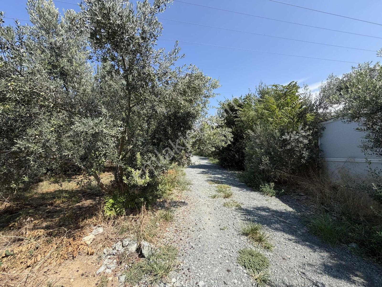 Yeşilpınarda İmarlı, Hazır Altyapılı 398 M² Fırsat Arsa! — fotoğraf 7