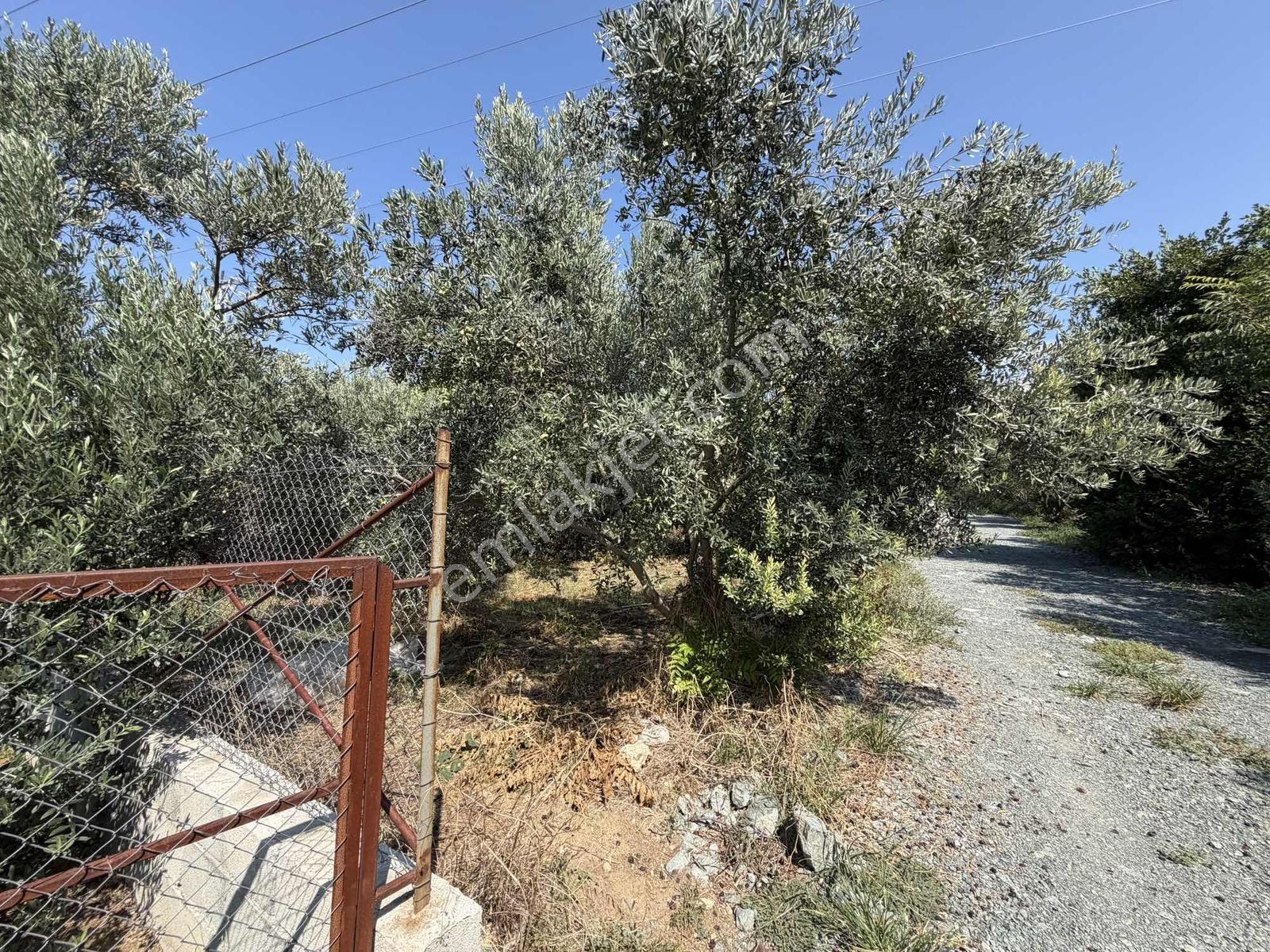 Yeşilpınarda İmarlı, Hazır Altyapılı 398 M² Fırsat Arsa! — fotoğraf 10