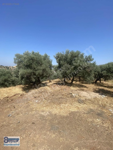 Selçuk Efes Abuhayat'ta Satılık 30 Dönüm Arazi — fotoğraf 7