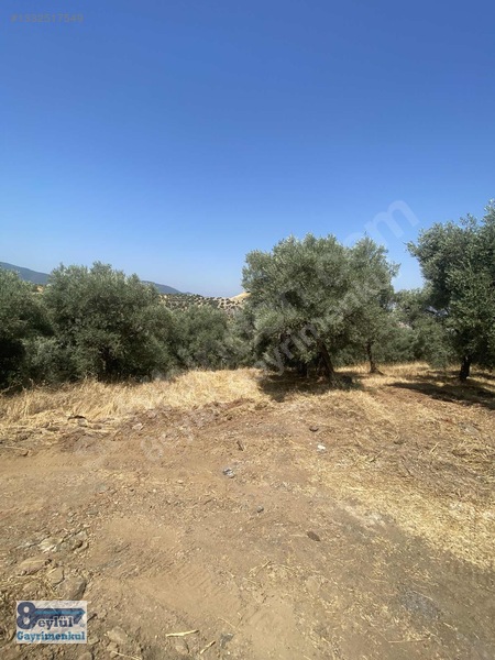 Selçuk Efes Abuhayat'ta Satılık 30 Dönüm Arazi — fotoğraf 8