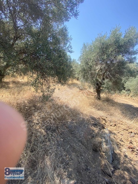 Selçuk Efes Abuhayat'ta Satılık 30 Dönüm Arazi — fotoğraf 10