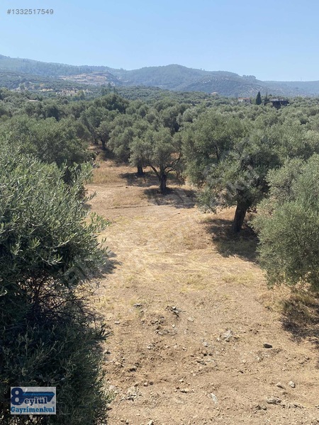 Selçuk Efes Abuhayat'ta Satılık 30 Dönüm Arazi — fotoğraf 13