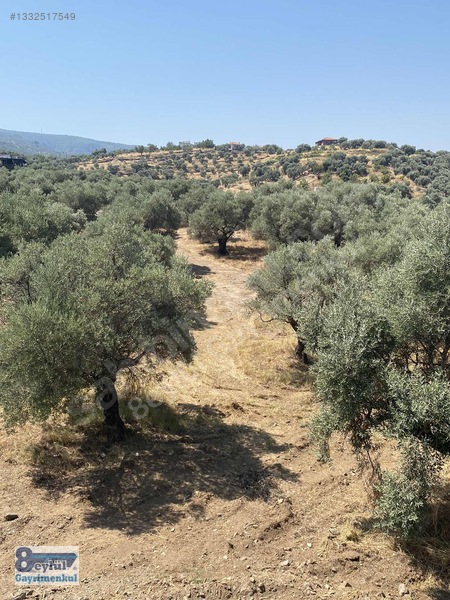Selçuk Efes Abuhayat'ta Satılık 30 Dönüm Arazi — fotoğraf 14