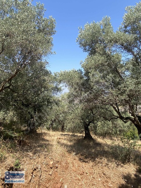 Selçuk Efes Abuhayat'ta Satılık 30 Dönüm Arazi — fotoğraf 18