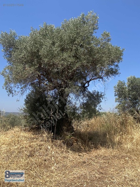 Selçuk Efes Abuhayat'ta Satılık 30 Dönüm Arazi — fotoğraf 19