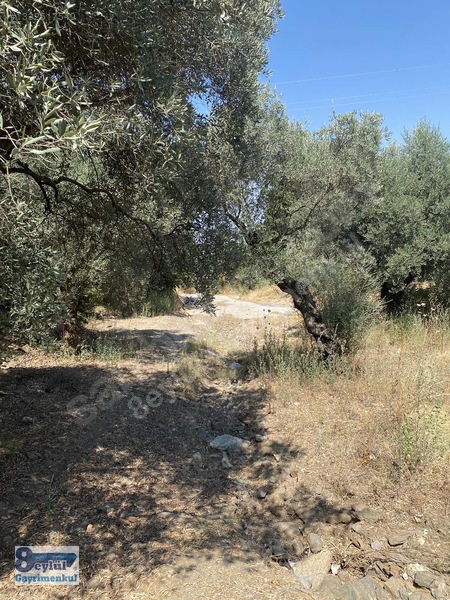 Selçuk Efes Abuhayat'ta Satılık 30 Dönüm Arazi — fotoğraf 22