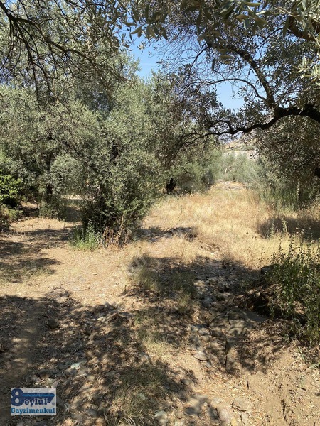 Selçuk Efes Abuhayat'ta Satılık 30 Dönüm Arazi — fotoğraf 23