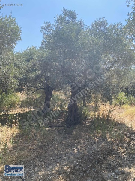Selçuk Efes Abuhayat'ta Satılık 30 Dönüm Arazi — fotoğraf 24