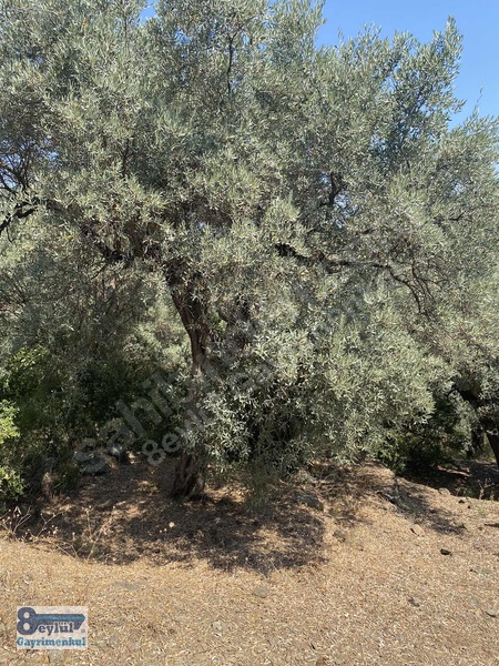 Selçuk Efes Abuhayat'ta Satılık 30 Dönüm Arazi — fotoğraf 25