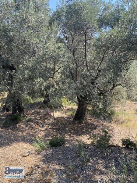 Selçuk Efes Abuhayat'ta Satılık 30 Dönüm Arazi — fotoğraf 27