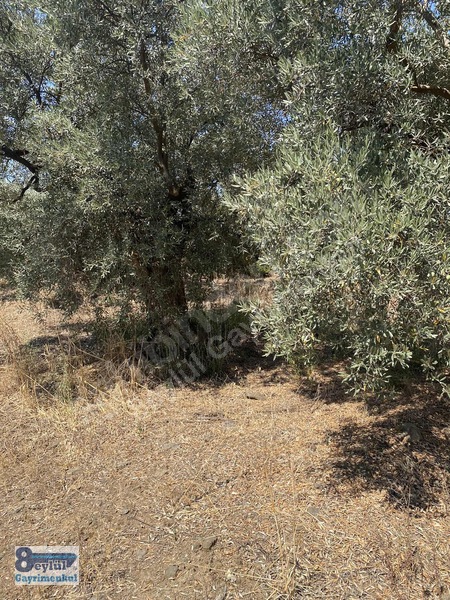Selçuk Efes Abuhayat'ta Satılık 30 Dönüm Arazi — fotoğraf 28