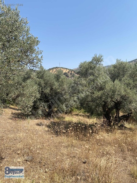 Selçuk Efes Abuhayat'ta Satılık 30 Dönüm Arazi — fotoğraf 30