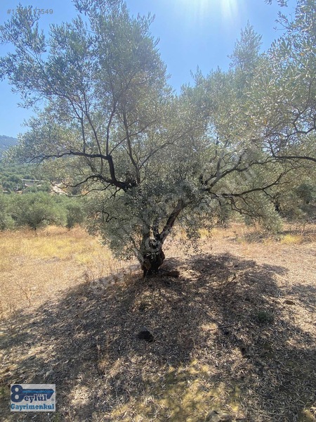 Selçuk Efes Abuhayat'ta Satılık 30 Dönüm Arazi — fotoğraf 32