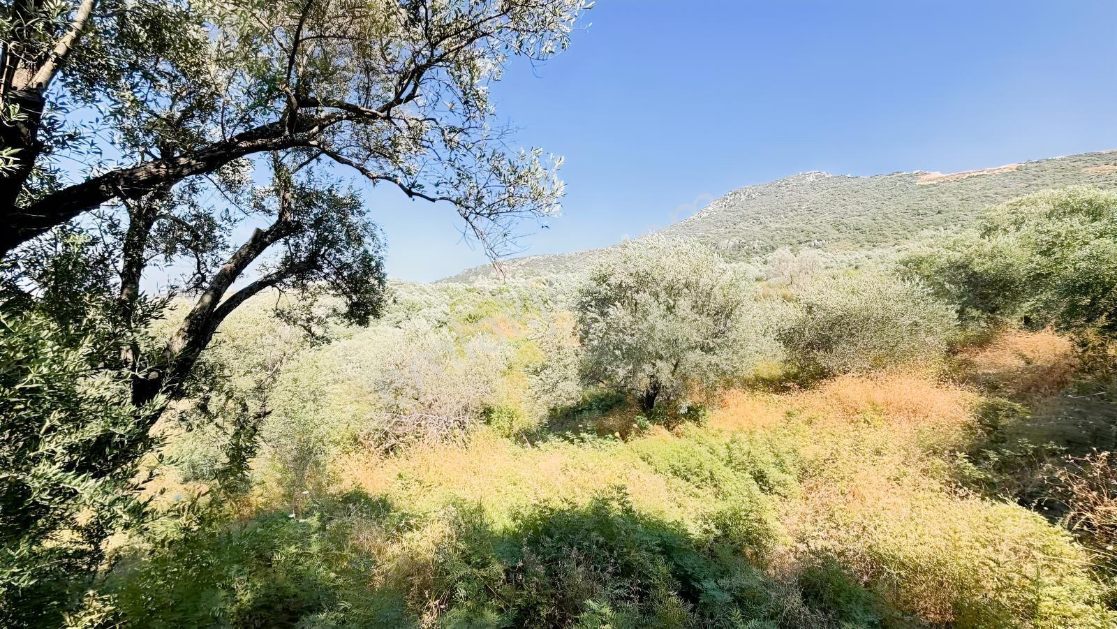 Narlıca Merkezde Satılık Fırsat Ağaçlı Tarla Tek Tapu — fotoğraf 3