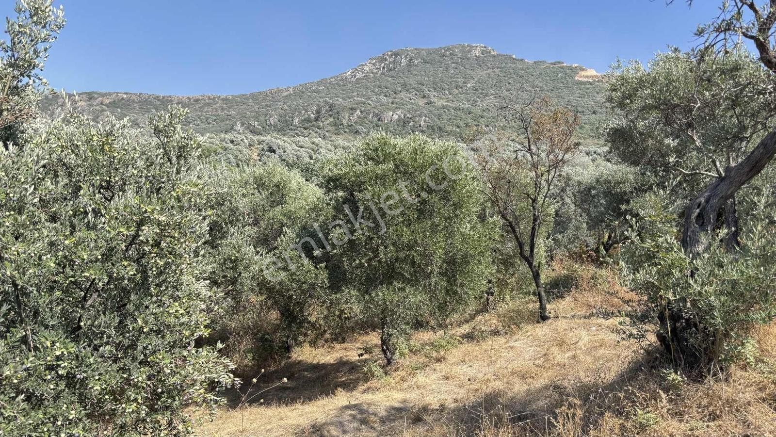 Narlıca Merkezde Satılık Fırsat Ağaçlı Tarla Tek Tapu — fotoğraf 6