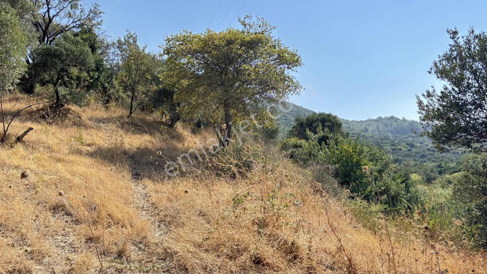 Narlıca Merkezde Satılık Fırsat Ağaçlı Tarla Tek Tapu — fotoğraf 11