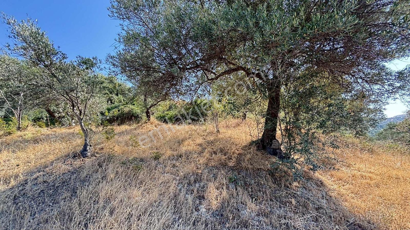 Narlıca Merkezde Satılık Fırsat Ağaçlı Tarla Tek Tapu — fotoğraf 12