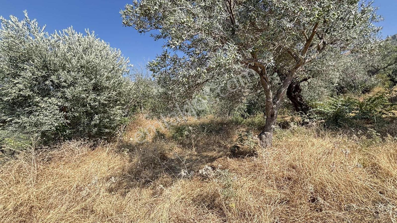 Narlıca Merkezde Satılık Fırsat Ağaçlı Tarla Tek Tapu — fotoğraf 13