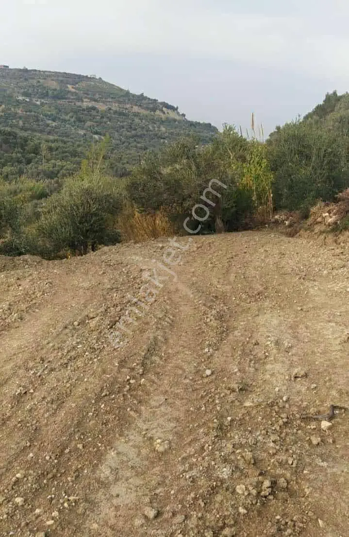 Narlıca Merkezde Satılık Fırsat Ağaçlı Tarla Tek Tapu — fotoğraf 15