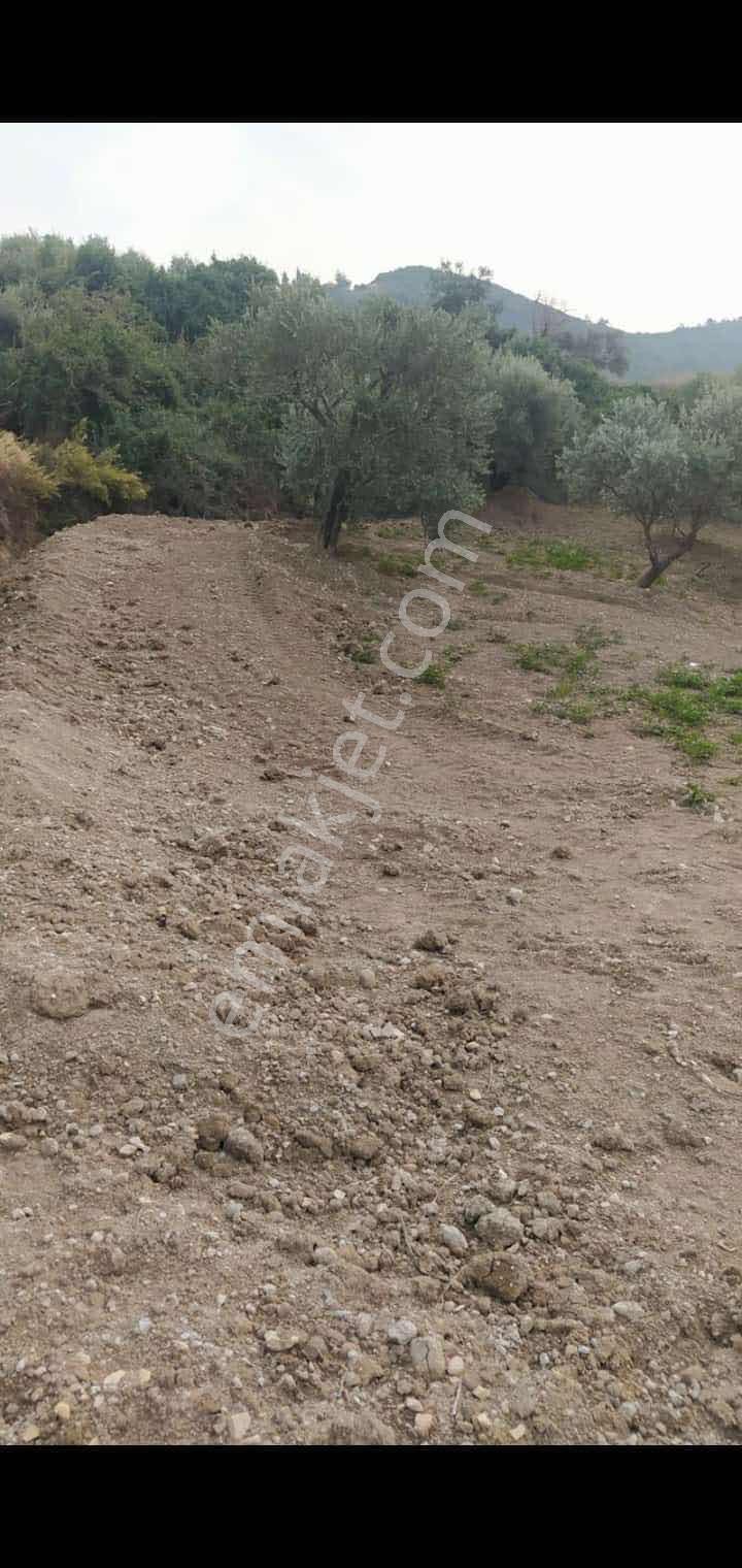Narlıca Merkezde Satılık Fırsat Ağaçlı Tarla Tek Tapu — fotoğraf 16