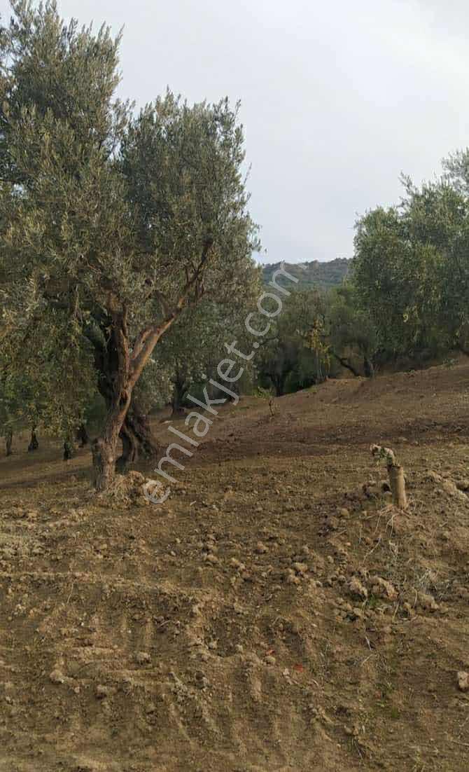 Narlıca Merkezde Satılık Fırsat Ağaçlı Tarla Tek Tapu — fotoğraf 17
