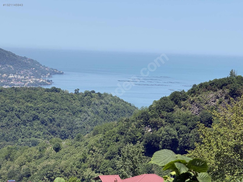 Perşembe Sarayköyde Satılık Fındık Bahçesi — fotoğraf 3