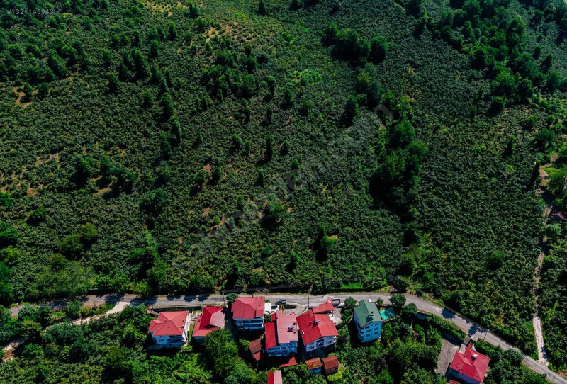 Perşembe Sarayköyde Satılık Fındık Bahçesi — fotoğraf 5