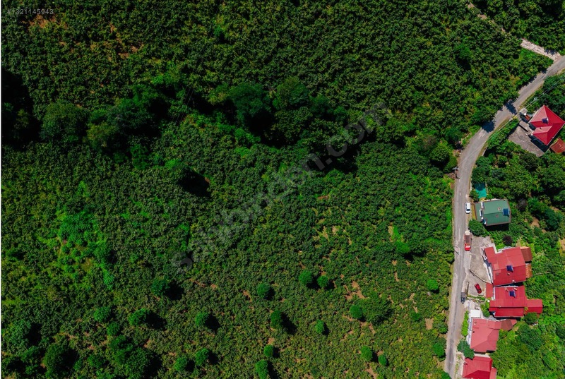 Perşembe Sarayköyde Satılık Fındık Bahçesi — fotoğraf 8