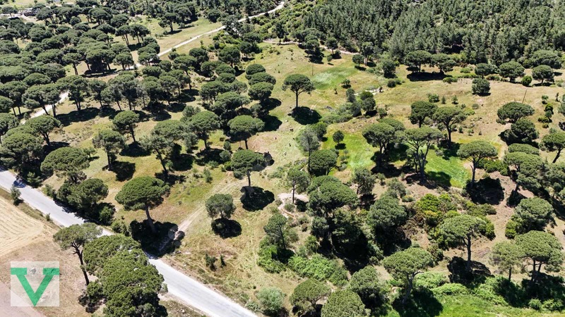 Muğla Milas Olukbaşı Mevkiinde 3032 M2 Muhteşem Konum Drone Çkm! — fotoğraf 18