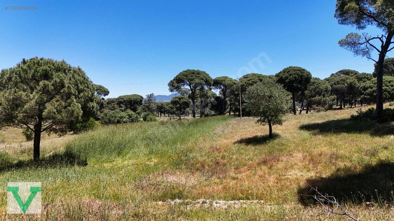 Muğla Milas Olukbaşı Mevkiinde 3032 M2 Muhteşem Konum Drone Çkm! — fotoğraf 20