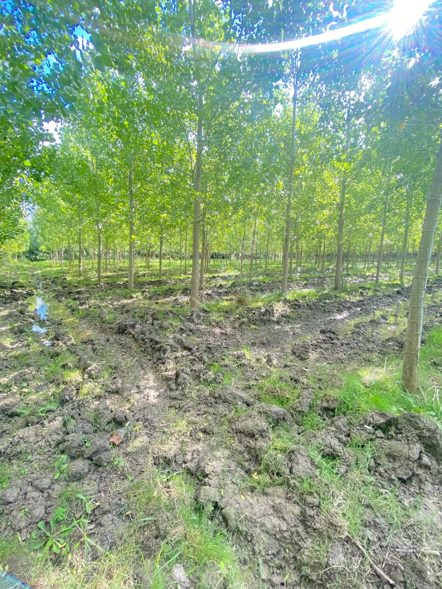 Çarşamba Çeliklide Anayola 600 Metre Mesafede Yatırımlık Arazi — fotoğraf 2